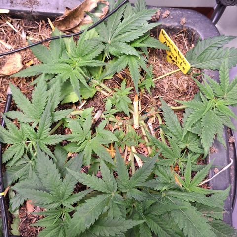 Madame Marmelade 58-62 growlog timeline photo