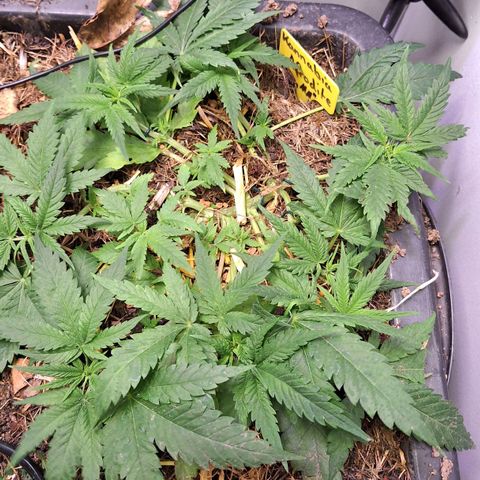 Madame Marmelade 58-62 growlog timeline photo