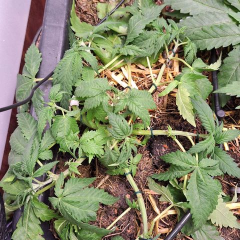 Lolitta 58-62 growlog timeline photo