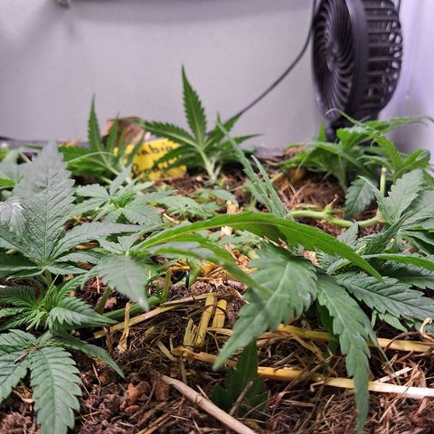 Madame Marmelade 58-62 growlog timeline photo