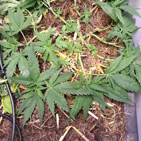 Madame Marmelade 58-62 growlog timeline photo