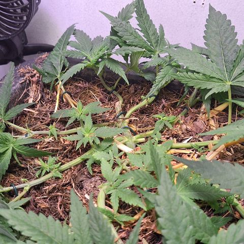 Madame Marmelade 58-62 growlog timeline photo