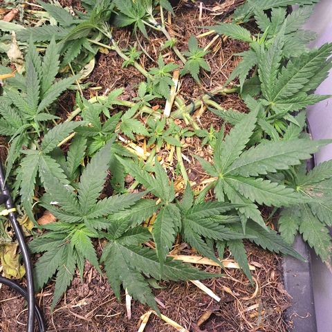 Madame Marmelade 58-62 growlog timeline photo