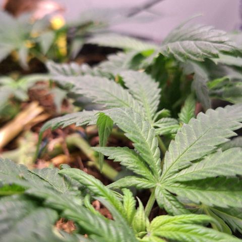 Madame Marmelade 58-62 growlog timeline photo
