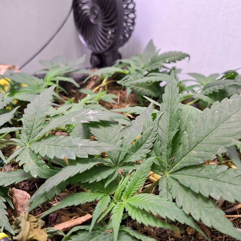Madame Marmelade 58-62 growlog timeline photo