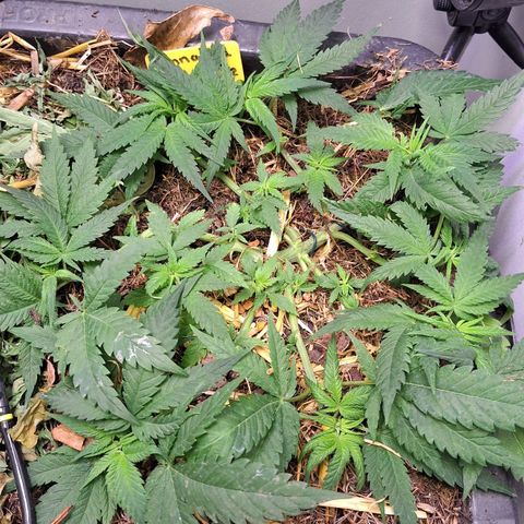 Madame Marmelade 58-62 growlog timeline photo