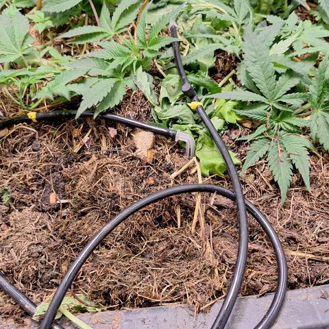 Lolitta 58-62 growlog timeline photo