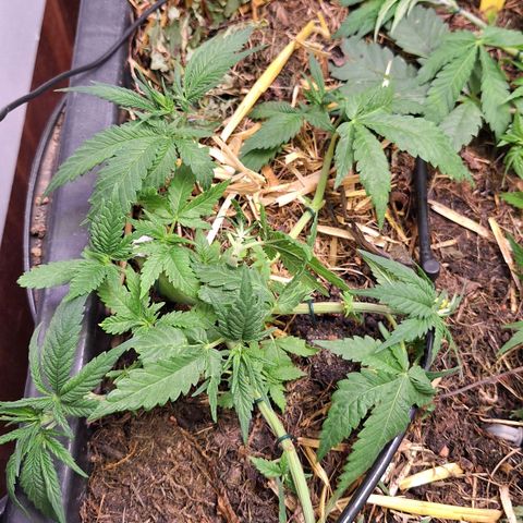 Lolitta 58-62 growlog timeline photo