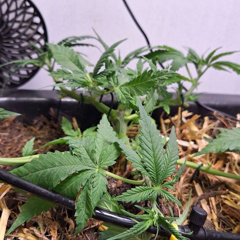Lolitta 58-62 growlog timeline photo