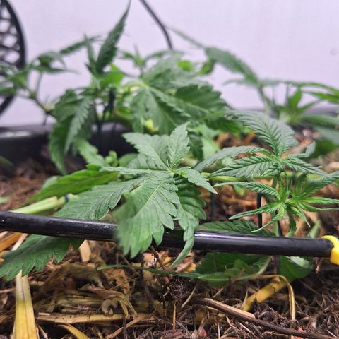 Lolitta 58-62 growlog timeline photo