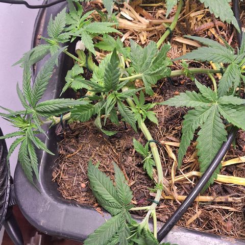 Lolitta 58-62 growlog timeline photo