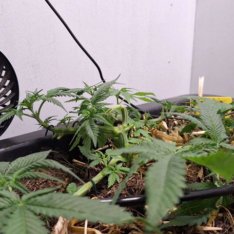 Lolitta 58-62 growlog timeline photo