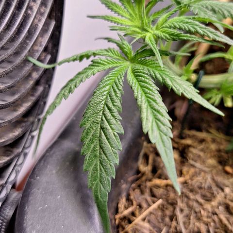 Lolitta 58-62 growlog timeline photo