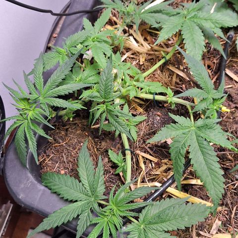 Lolitta 58-62 growlog timeline photo
