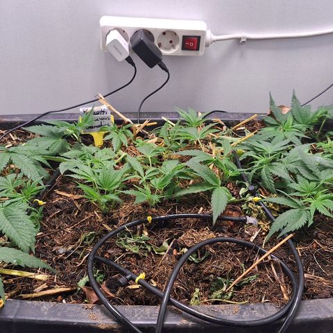 Madame Marmelade 58-62 growlog timeline photo