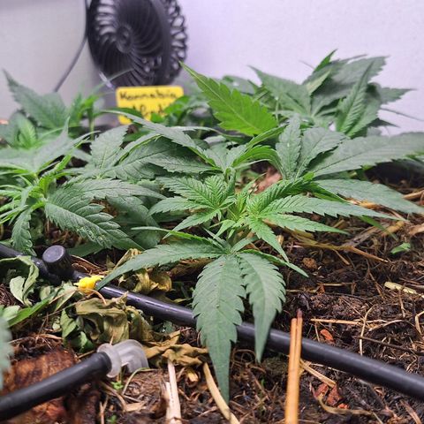 Madame Marmelade 58-62 growlog timeline photo