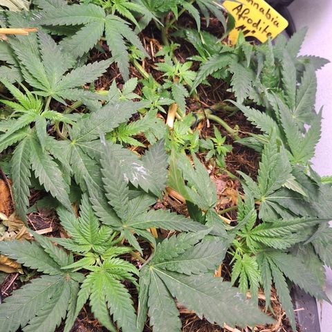 Madame Marmelade 58-62 growlog timeline photo