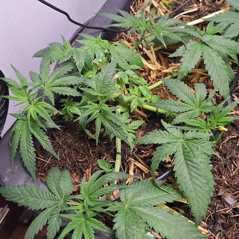 Lolitta 58-62 growlog timeline photo