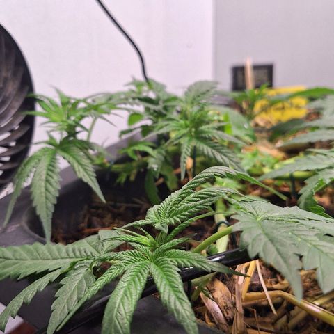 Lolitta 58-62 growlog timeline photo