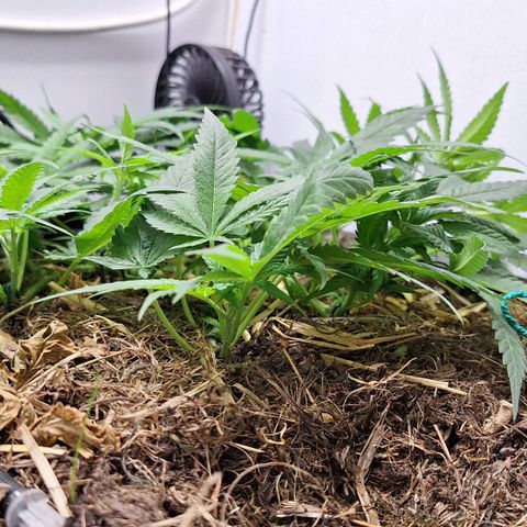 Madame Marmelade 58-62 growlog timeline photo