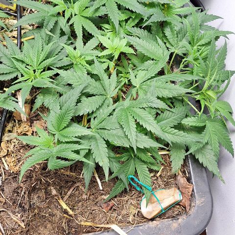 Madame Marmelade 58-62 growlog timeline photo