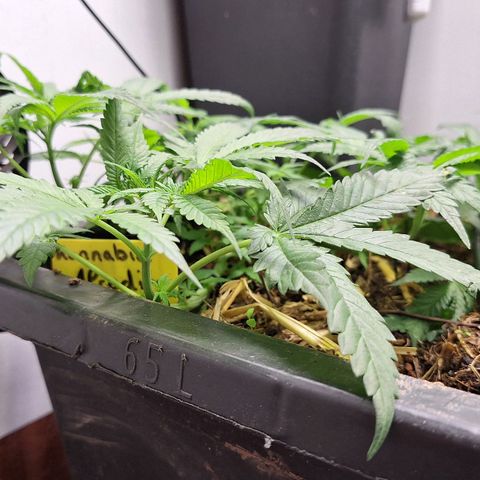 Lolitta 58-62 growlog timeline photo