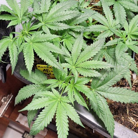 Lolitta 58-62 growlog timeline photo