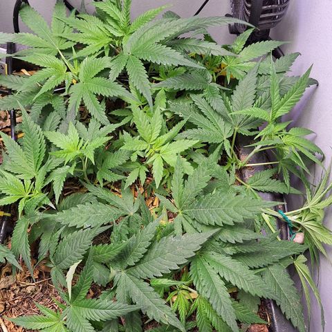 Madame Marmelade 58-62 growlog timeline photo