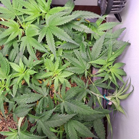 Madame Marmelade 58-62 growlog timeline photo