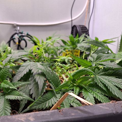 Madame Marmelade 58-62 growlog timeline photo