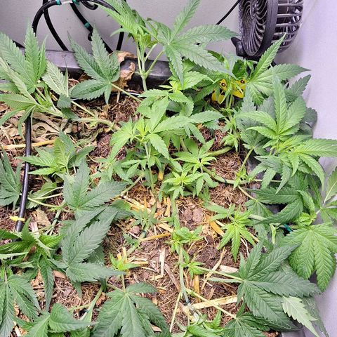 Madame Marmelade 58-62 growlog timeline photo