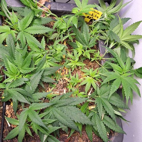 Madame Marmelade 58-62 growlog timeline photo