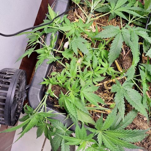 Lolitta 58-62 growlog timeline photo