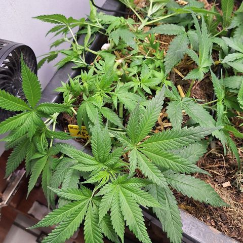 Lolitta 58-62 growlog timeline photo