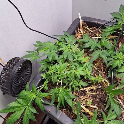 Lolitta 58-62 growlog timeline photo