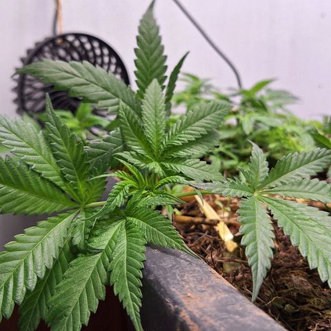 Lolitta 58-62 growlog timeline photo