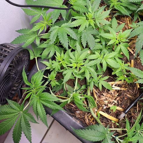 Lolitta 58-62 growlog timeline photo