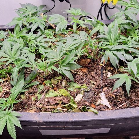 Madame Marmelade 58-62 growlog timeline photo
