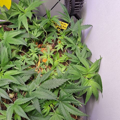 Madame Marmelade 58-62 growlog timeline photo