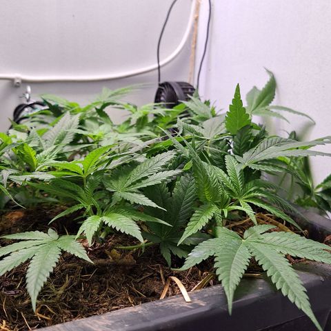 Madame Marmelade 58-62 growlog timeline photo