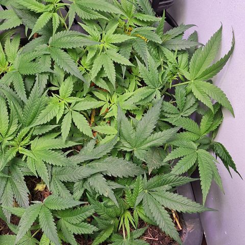 Madame Marmelade 58-62 growlog timeline photo