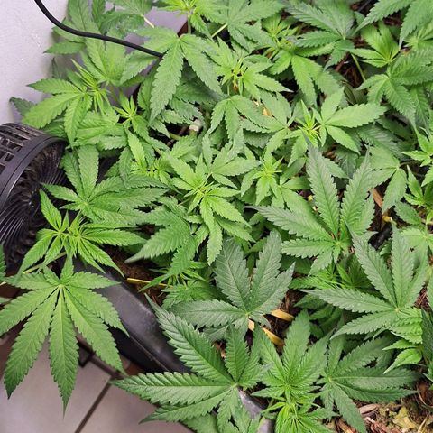 Lolitta 58-62 growlog timeline photo