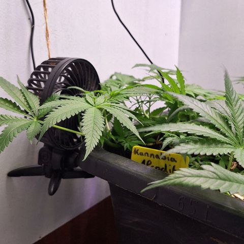 Lolitta 58-62 growlog timeline photo