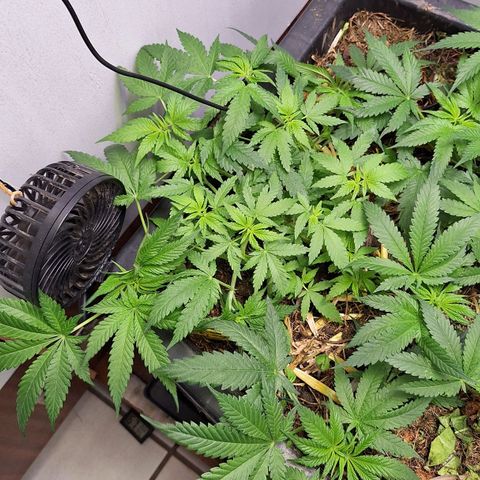 Lolitta 58-62 growlog timeline photo