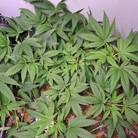 Madame Marmelade 58-62 growlog timeline photo