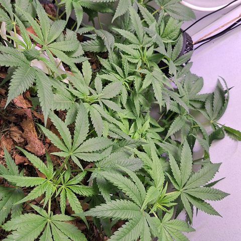 Madame Marmelade 58-62 growlog timeline photo