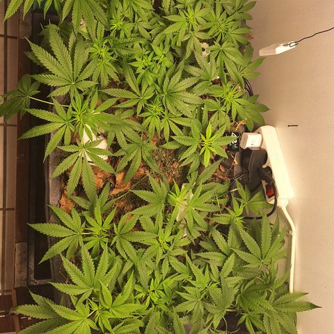 Lolitta 58-62 growlog photo: Überbelichtet aber gooood Mooooooorning!