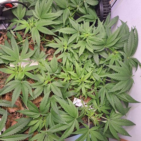Madame Marmelade 58-62 growlog timeline photo