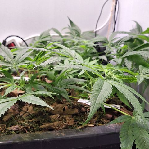 Madame Marmelade 58-62 growlog timeline photo