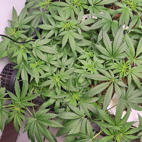 Lolitta 58-62 growlog timeline photo